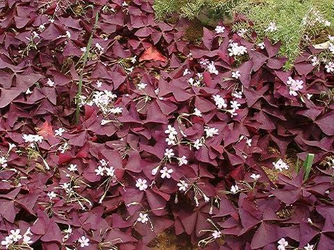  Oxalis  Extract